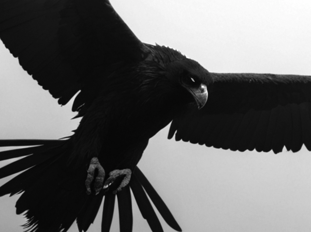 Ep 10 – Thunderbirds of&nbsp;Illinois